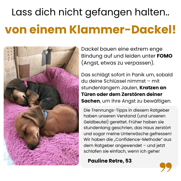 Der komplette Dackel-Ratgeber