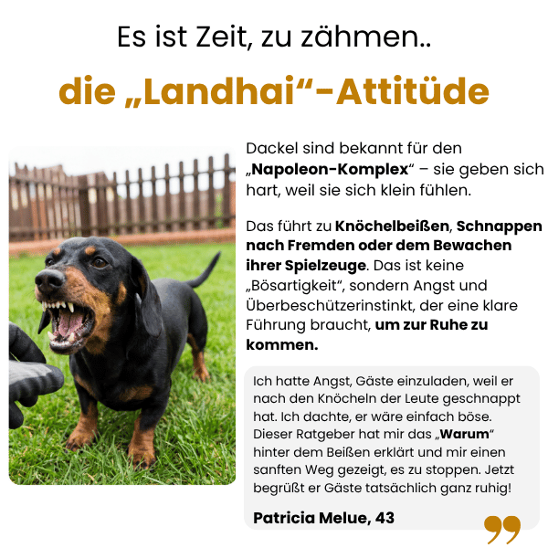 Der komplette Dackel-Ratgeber